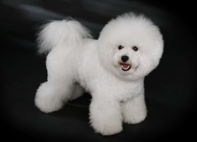 Bichón Frisé